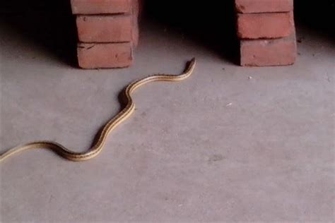 家裡有小蛇